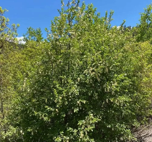 Vista 3 de Prunus virginiana (Chokecherry negro) Semilla de árbol, flores blancas fragantes, frutos rojos oscuros brillantes o negruzcos, elige