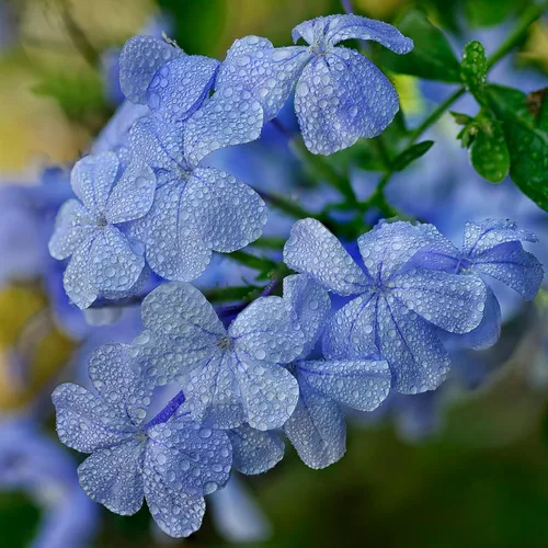 Vista 7 de 4 plantas vivas de plumbago azul, arbusto floreciente, 4-7 pulgadas de alto
