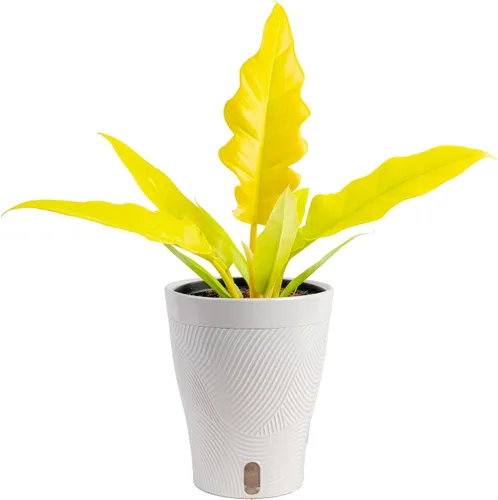 Vista 11 de Costa Farms – Planta de Pothos Albo Variegado viva en maceta auto-regante, purificadora de aire para interior, perfecta para decoración del hogar