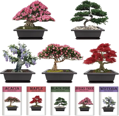 Vista 3 de Kit de inicio de jardín bonsái para interiores, 5 semillas que crecen en arce rojo, glicina, pino negro, árbol de judas, acacia, incluye macetas