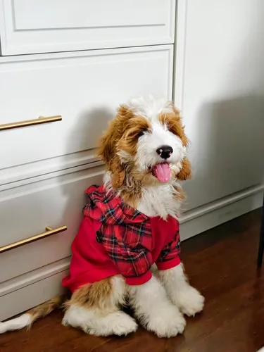 Vista 3 de Fitwarm Sudadera con capucha para perro a cuadros, ropa para perros pequeños, hembra, niño, sudadera para mascotas con capucha, traje de invierno