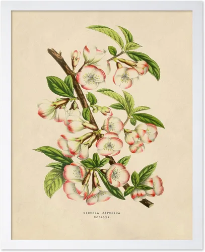 Vista 62 de Poster Master Póster Vintage de Titmouse Canadiense - Impresión Retro de Aves de América - Arte de Aves - Regalo para Hombres, Mujeres y Amantes