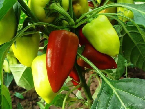Vista 2 de Semillas de pimiento dulce blanco-rojo Belozerka Vegetal sin OMG para plantar