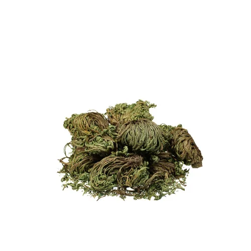 Vista 3 de [Hierba Coreana Medicinal] Selaginella Tamariscina (musgo de espiga/Juanbai/& # x02014 & # x0201D & # x0201c4)