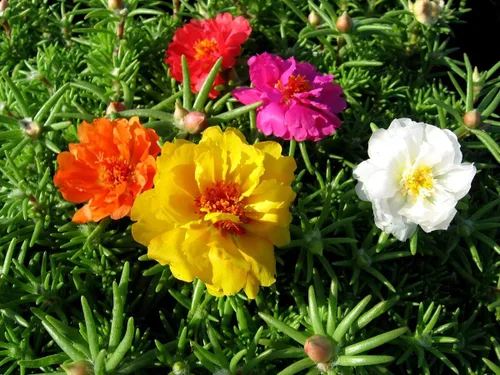 Vista 5 de Purslane - Mezcla de semillas de flores grandes, Portulaca Grandiflora, semillas suculentas de musgo rosa para plantar más de 1000 semillas