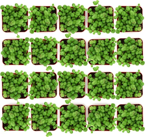 Vista 2 de Shop Succulents String of Pearls - Maceta suculenta de 2 pulgadas, paquete de 20