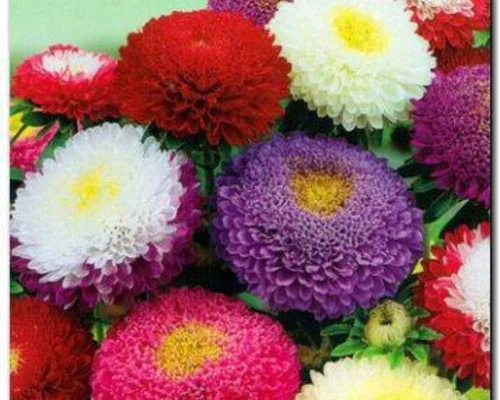 Vista 2 de Semillas Aster Suprime Mix Flores Anuales