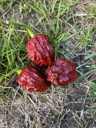 Vista 3 de Chocolate Naga Brain Ultra Hot Pepper Semillas prémium para plantar paquete