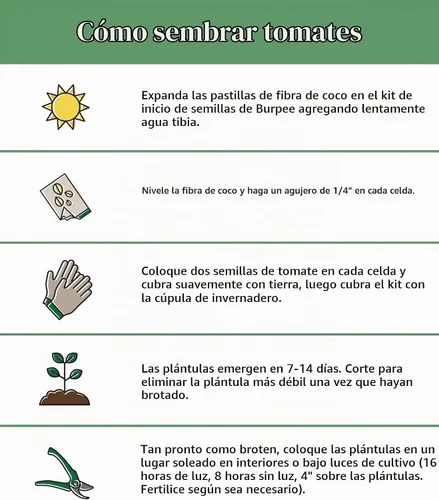 Vista 3 de Burpee 'Better Boy' - Semillas de tomate híbridas, gran variedad de tomate rojo en rodajas, 30 semillas de vegetales sin OMG para plantar, tomate