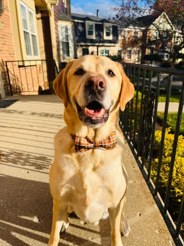 Vista 6 de Collar de Halloween para perro con moño de lionet paws - Lindo collar ajustable de moño de algodón para otoño con hebilla de metal para perro A: O &