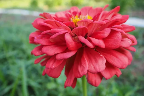 Vista 3 de Plant Good Seed Organic Benary's - Semillas gigantes de zinnia de coral para plantar: flor cortada para clima cálido, flores apiladas doble, paquete
