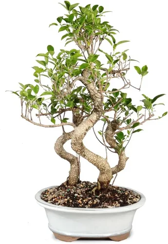 Vista 3 de Brussel's Bonsai - Árbol bonsái para interiores, M Live Ficus - Árbol bonsái de interior, maceta de cerámica, 7 años, fácil cuidado, listo