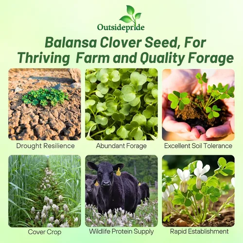 Vista 2 de Outsidepride - Semilla de trébol balansa de fijación, tolerante al frío para forraje, polinizador y cultivo de cobertura, 5 lb