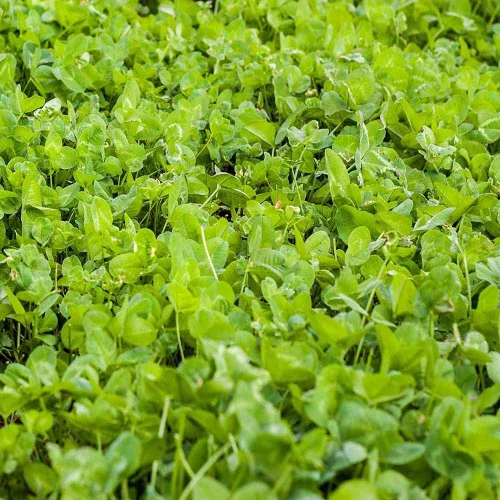 Vista 8 de Outsidepride - Semillas Clover King para parcelas de comida de ciervos y vida silvestre, 5 lb