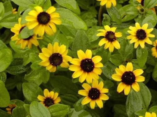 Vista 2 de Semillas de zinnia rastreras - Flores naranjas semi-dobles con centros oscuros hermosos (25 - semillas)