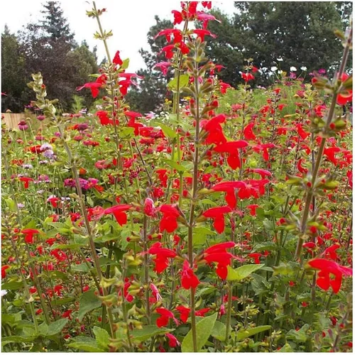 Vista 2 de Everwilde Farms - Semillas de flores silvestres nativas de salvia escarlata de 1 onza - Gold Vault