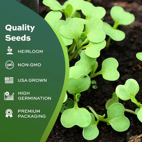Vista 4 de 1000 semillas de mostaza tatsoi Black Knight para plantar – semillas autóctonas, sin OMG, verdes asiáticos cultivados en EE. UU. con empaque premium