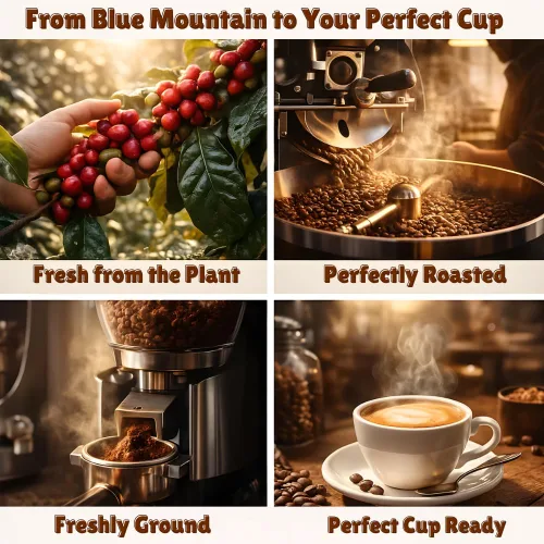 Vista 5 de JamaicanCoffeeClub 100% Blue Mountain - Café en grano entero, WB 8 onzas de granos tostados jamaicanos, sabor rico y suave, granos gourmet