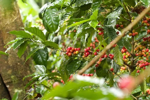 Vista 2 de 12 oz. Cascara a granel Cascara de café seco Superté antioxidante