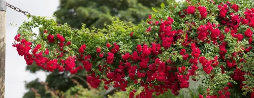 Vista 5 de Más de 100 semillas de rosas rojas trepadoras para plantar al aire libre, flores ornamentales trepadoras, arbustos de rosa, trepador de vid de larga