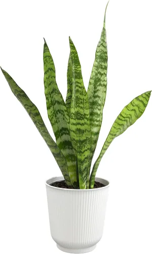Vista 15 de Plants for Pets - Planta de serpiente viva con maceta blanca decorativa, suculentas Sansevieria Trifasciata Laurentii, plantas