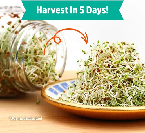 Vista 4 de Back to The Roots Semillas de alfalfa 100% orgánicas 1 libra sin transgénicos Densas en nutrientes, fáciles de cultivar, ricas en fibra