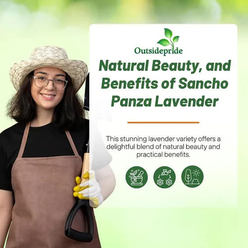 Vista 5 de Outsidepride Sancho Panza - 50 semillas de hierbas perennes, tolerantes a la sequía y aptas para polinizadores para plantar flores fragantes