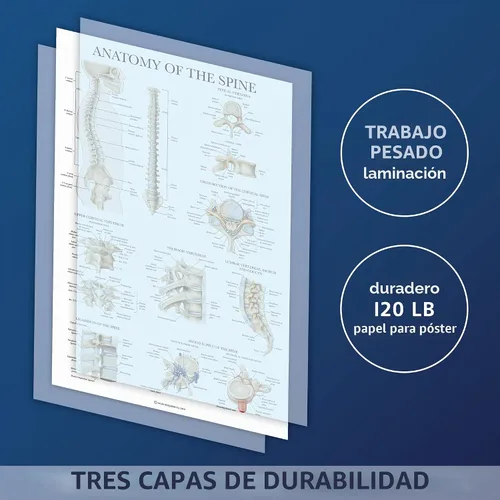 Vista 3 de Palace Learning Anatomía de la columna vertebral - Cuadro anatómico de la columna vertebral laminada - 18" x 24