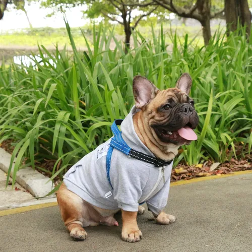 Vista 4 de iChoue Arnés para bulldog francés, ajustable, acolchado, hebilla bloqueada con asa para perros carlino francés, Boston Terrier inglés, azul, talla S