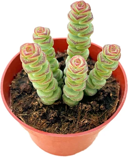 Vista 16 de Suculenta viva Sedum Adolphi 'Firestorm', 4 pulgadas, totalmente arraigada, fácil de cuidar
