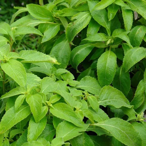 Vista 3 de Semillas de albahaca raras paquete de tres variedades: albahaca de árbol africano, albahaca Kaprao sagrada y albahaca peruana - Semillas orgánicas