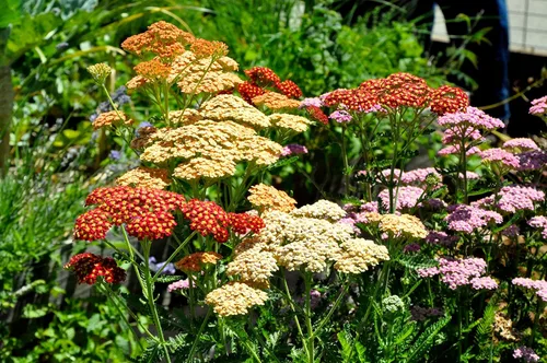 Vista 5 de Semillas Milfoil Mix (Achillea millefolium) Flores perennes
