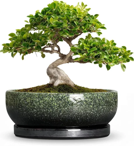 Vista 50 de Succulent Pots, 6 Inch Ceramic Bonsai Pots with Saucer, Blue