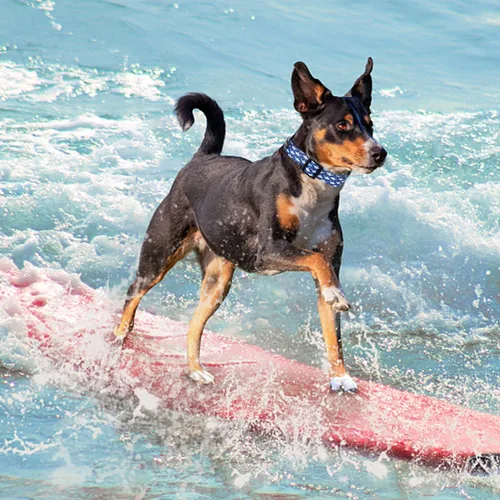 Vista 2 de Maca Bates - Collar básico de nailon con diseño de tiburón para perros de playa, color azul, para niños y hombres, para Perros, Chihuahua, Pitbull