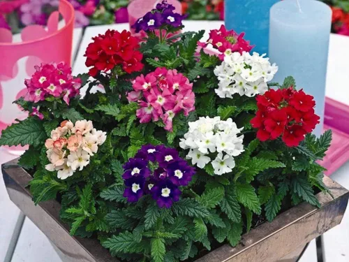 Vista 5 de Verbena Mix Hierba de la Cruz Flores Anuales para Plantar