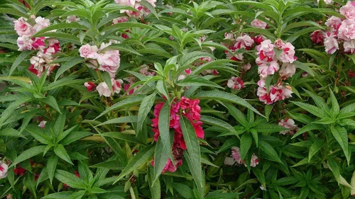 Vista 7 de Semillas Balsam Camellia Flowered Mix - Impatiens balsamina - Flores anuales para plantar - Sin OGM