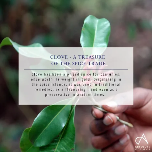Vista 6 de Absolute Aromas Aceite Esencial de Clavo 0.3 fl oz