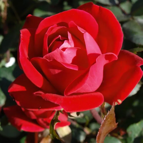 Vista 2 de Brighter Blooms Arbusto de rosa Double Knock Out®, 1 galón