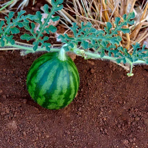 Vista 6 de Brownie Brand Sugar Baby - Semillas de sandía – Variedad de melón dulce, compacta y de alto rendimiento para jardinería en el hogar – Perfecto
