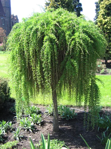 Vista 3 de 1233-Semillas de alerce llorón enano (Larix Decidua 'Pendula') de Robsrareandgiantseeds UPC0764425789161 Sin OMG, orgánico, cultivador de EE. UU.