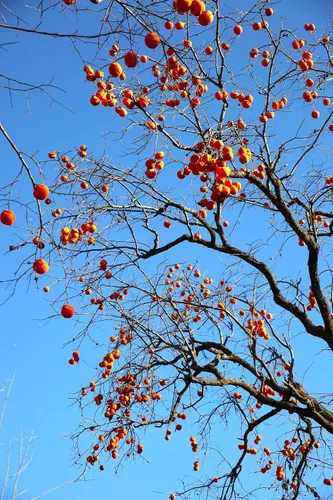 Vista 4 de TomorrowSeeds - Semillas de árbol de caqui americano - Más de 20 unidades - para plantar 2026 Diospyros Virginiana Caquis orientales comunes Árboles