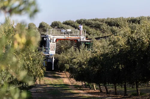 Vista 5 de Aceite de oliva virgen extra Cobram Estate California Select, prensado en frío por primera vez, sin OGM, apto para dieta keto, alto