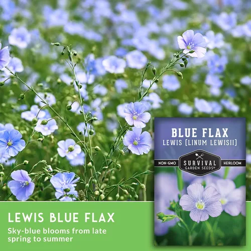 Vista 4 de Lewis - Semillas de lino azul para plantar, planta y cultiva flores silvestres nativas perennes tolerantes a la sequía para el jardín de tu hogar