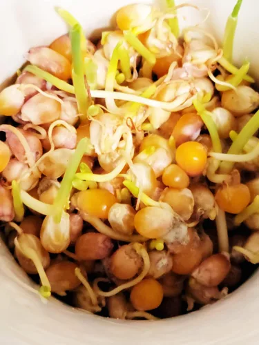 Vista 6 de Granos de palomitas de maíz orgánicos sin reventar, sin OMG, veganos crudos a granel (2 libras)