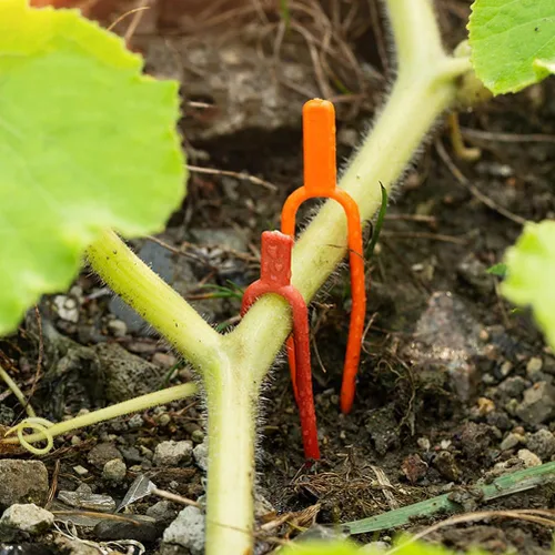 Vista 4 de GANAZONO 400 piezas de soporte de alambre fijo para horquilla de vid para cables, plantas de fresa, clips de fijación de fresa, lazos de plantas