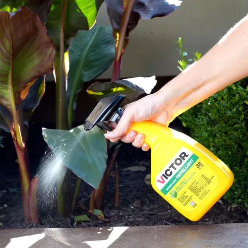Vista 10 de Victor M809 - Aerosol repelente de ratones y ratas, natural, no tóxico, repelente de roedores para uso en interiores y exteriores, listo para usar