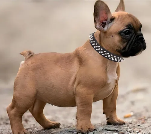 Vista 2 de Serijoars Collar para perro con tachuelas, de piel sintética suave con clavos de hongos, ajustable, para cachorros (XS, Negro)