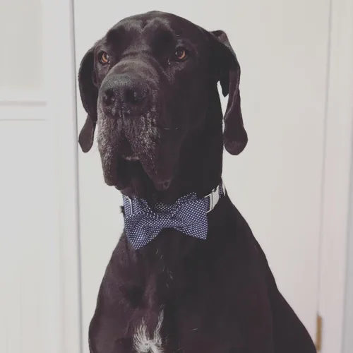 Vista 109 de Lionet Paws Collar de perro de Halloween con corbatín, bonito collar de algodón ajustable con hebilla de metal para perros pequeños, medianos y A