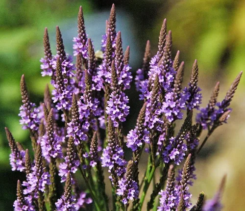 Vista 2 de Planta de verbena azul, hierba de verbena en maceta 4 inc. para plantar al aire libre en interiores de tu jardín