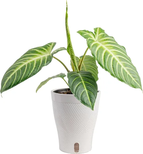 Vista 18 de Costa Farms – Planta de Pothos Albo Variegado viva en maceta auto-regante, purificadora de aire para interior, perfecta para decoración del hogar